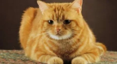 Remedies ludowe z pchli kotów