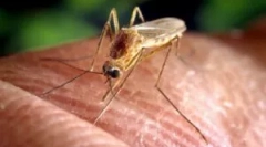 Remedies ludowe z komarów