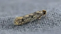 Remedies ludowe z moli w domu