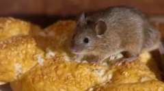 Środki ludowe z myszy w domu