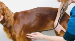 Naruszenia rytmu serca lub arytmii