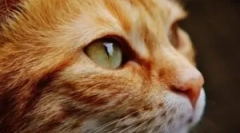 Odkryte i wewnętrzne pasożyty w kotach