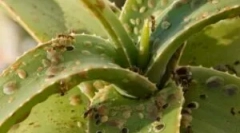 Owady w krytych kwiatach i doniczkach