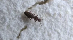 Owady w mące i marzbie