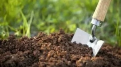 Szkodniki owadów mieszkające w ziemi