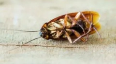 Letni alkohol jako środek z karaluchów