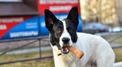 Uporczywy wymóg uwagi