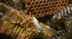 Miłość i ekstrakt wosku