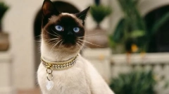 Ofensywa dojrzewania w kotach