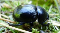 Merrogowa sprężyna