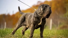 Neapolitański mastiff