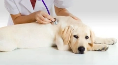 Nietrzymanie moczu w psie: przyczyny, leczenie, zapobieganie