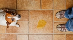 Niemożność utrzymania moczu