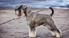 Tanie psy średniego rozmiaru: opis i zdjęcia