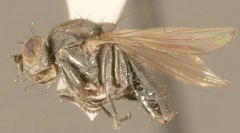 Wybrzeże myszy olejowej