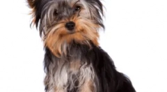 Rasy nie blokowe psów