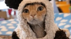 Niemiecki rex: cechy rasy