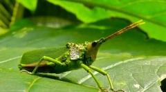 Niezwykłe formy owadów