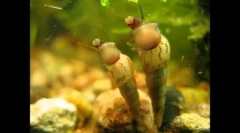 Niezwykli i niedrogi mieszkańcy akwarium