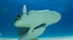 Niezwykłe i zabawne nazwy ryb