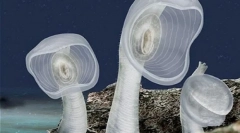 Niezwykłe mieszkańcy głębokości morza