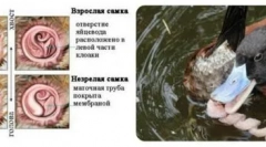 Niezwykłe organy narządów płciowych zwykłych gęsi