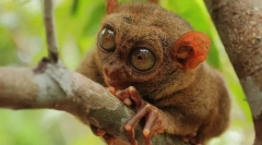 Niezwykłe zwierzęta