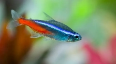 Neons (paraseirodonidae)