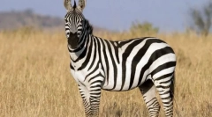 Nieistotne zwierzęta