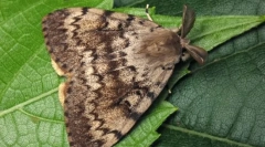 Rozpakowywanie jedwabnika