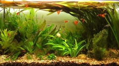 Bezpretensjonalna ryba i rośliny do domu akwarium: podstawy wkładów