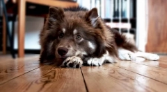 Nieprzyjemny zapach ust u psów: możliwe przyczyny