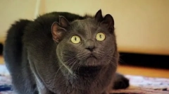 Niesamowite zwierzęta: słynne mutanty kota