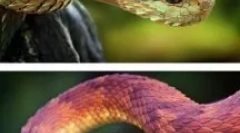 Niesamowite zwierzęta i owady, których istnienie jest trudne do uwierzenia