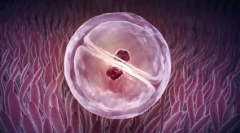 Niemożliwe możliwe: gemini w świecie zwierząt