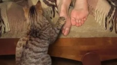 Niuanse wychowania kotka i najczęstszych błędów