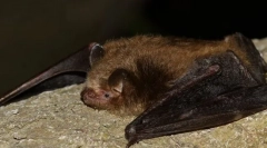 Trzykolorowe światło nocne