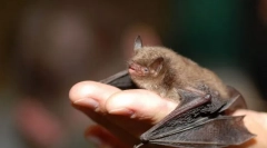 Nocne światło. Nietoperze