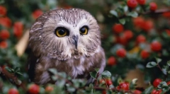 Strażnicy nocni - sowy