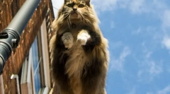 Norweski las (zdjęcie): dobroć, zamknięta w charakterze nordyckim