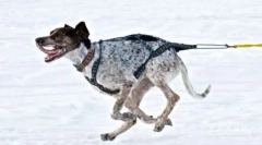 Norwegian sport methis: nowa rasa psów jazdy