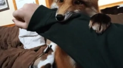 O lisach takich jak zwierzęta domowe