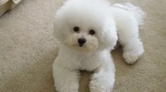 O psów rasy bishon frise