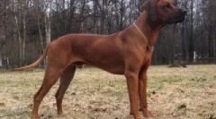 O rhodesian ridgeback
