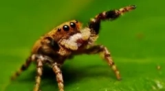 O tym, co pająk żywi się dzikim i w domu