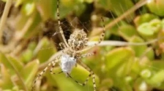 O tym, jak rasy pająków