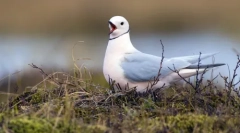 Mieszkańcy arktyki: najbardziej północne zwierzęta na świecie