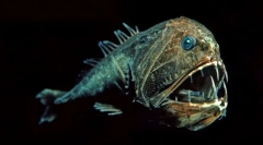 Mieszkańcy głębokości morza