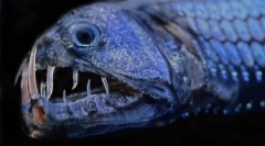 Mieszkańcy niezabezpieczonych głębokości oceanu na zdjęciach davida robel