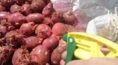 Obróbka ziemniaczana przed lądowaniem